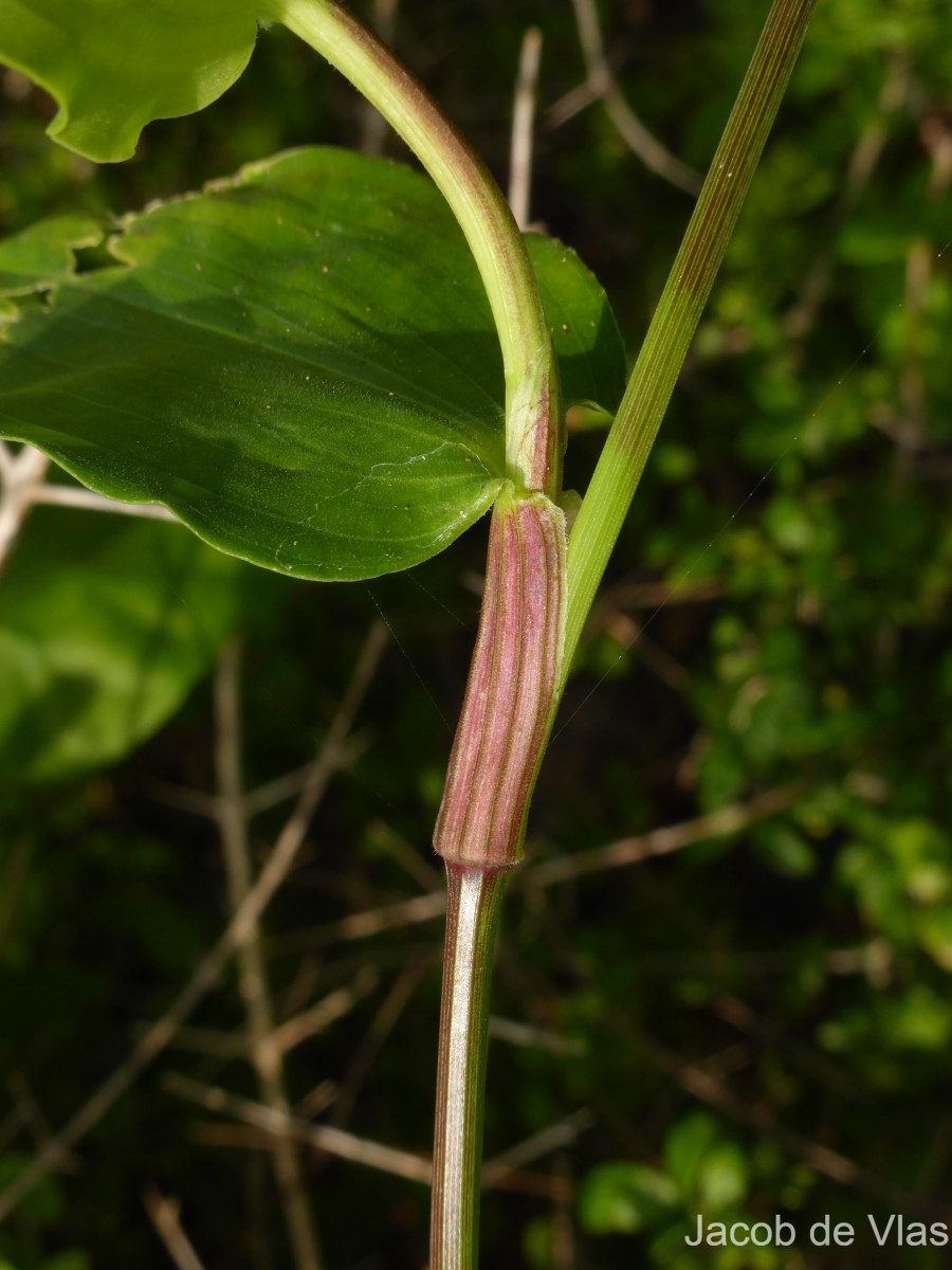 Commelina petersii Hassk.